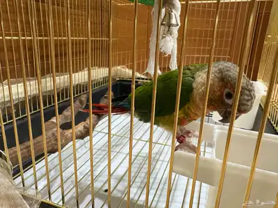 طائر كنيور البيع بالهفوف 1