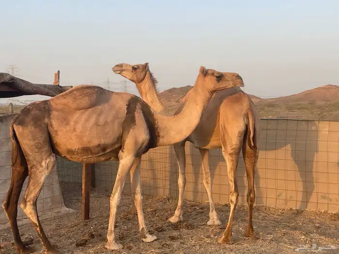 ثنتين ابل حيل طيبه وسعرها طيب ماشالله تم البيع 2