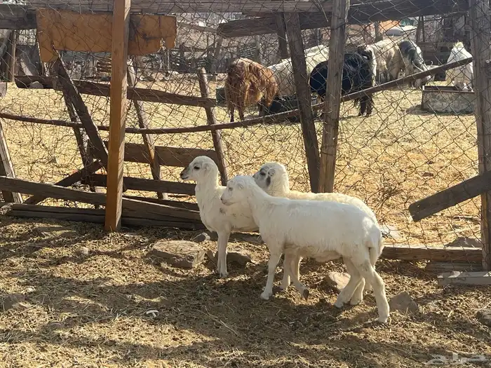 رخال رفيديه 1