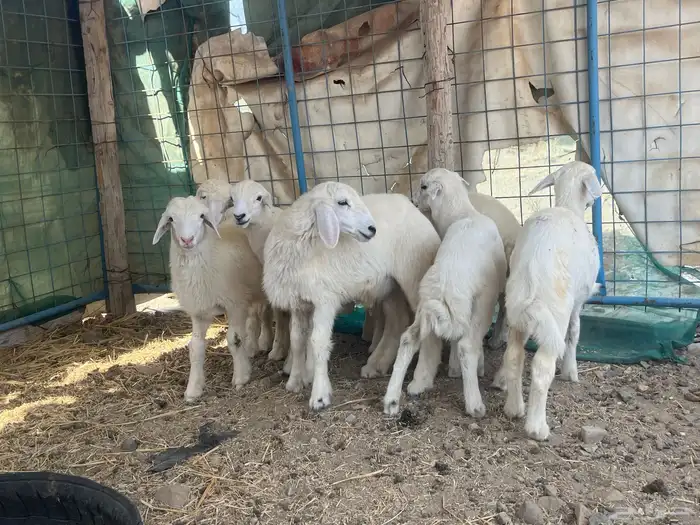 بهم او طليان حريه 5