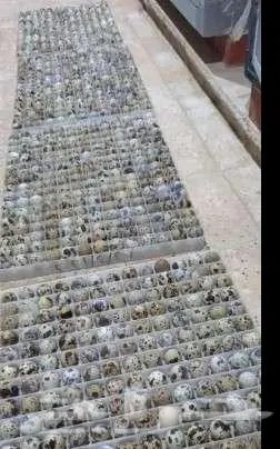 بيض سمان مخصب تخصيب عالي 0