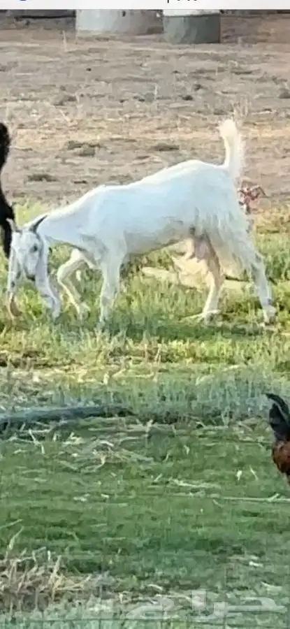 عنزين هولنديات جذعات 1