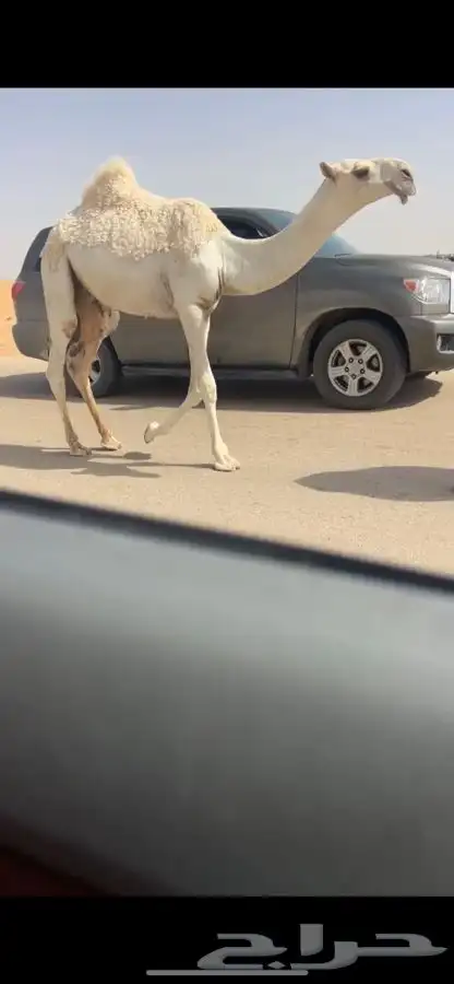 قعود باتلي 1