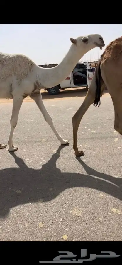 قعود باتلي 0