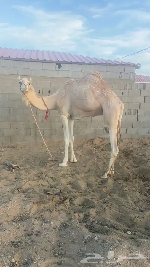 مساعد قليصه خصي 1