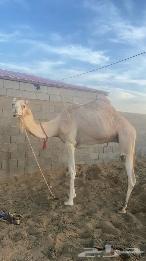 مساعد قليصه خصي 0