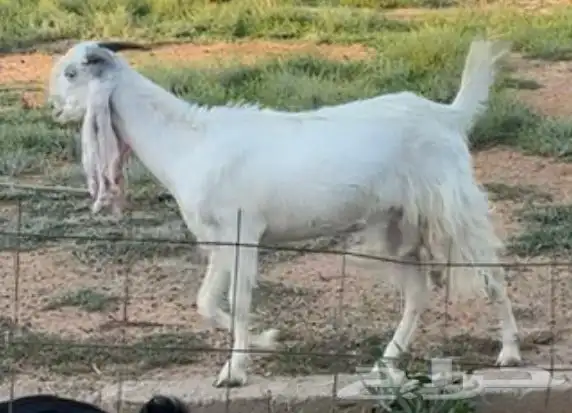 عنزين هولنديات جذعات 0