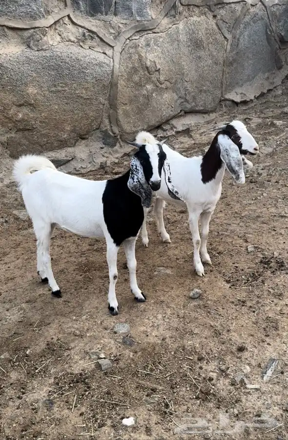 ثنتين رخال ثنيا الام سواكن والاب حرى 2 عنقان جذعات 1