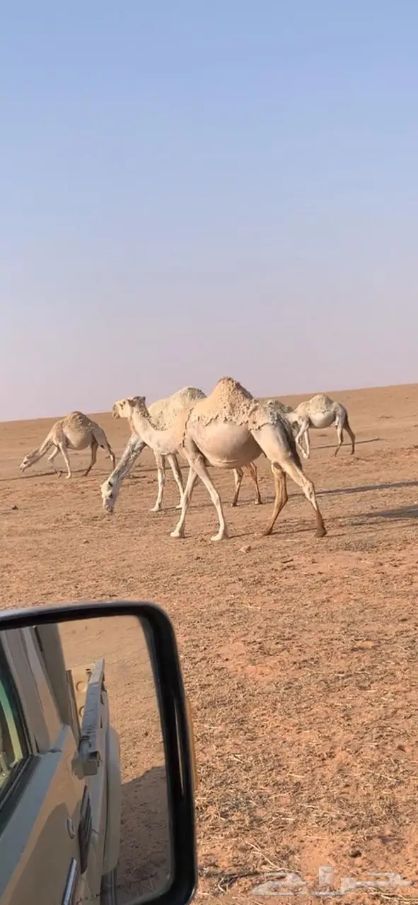 ناقة شقحاء للبيع لقحة في 8 شهور 1