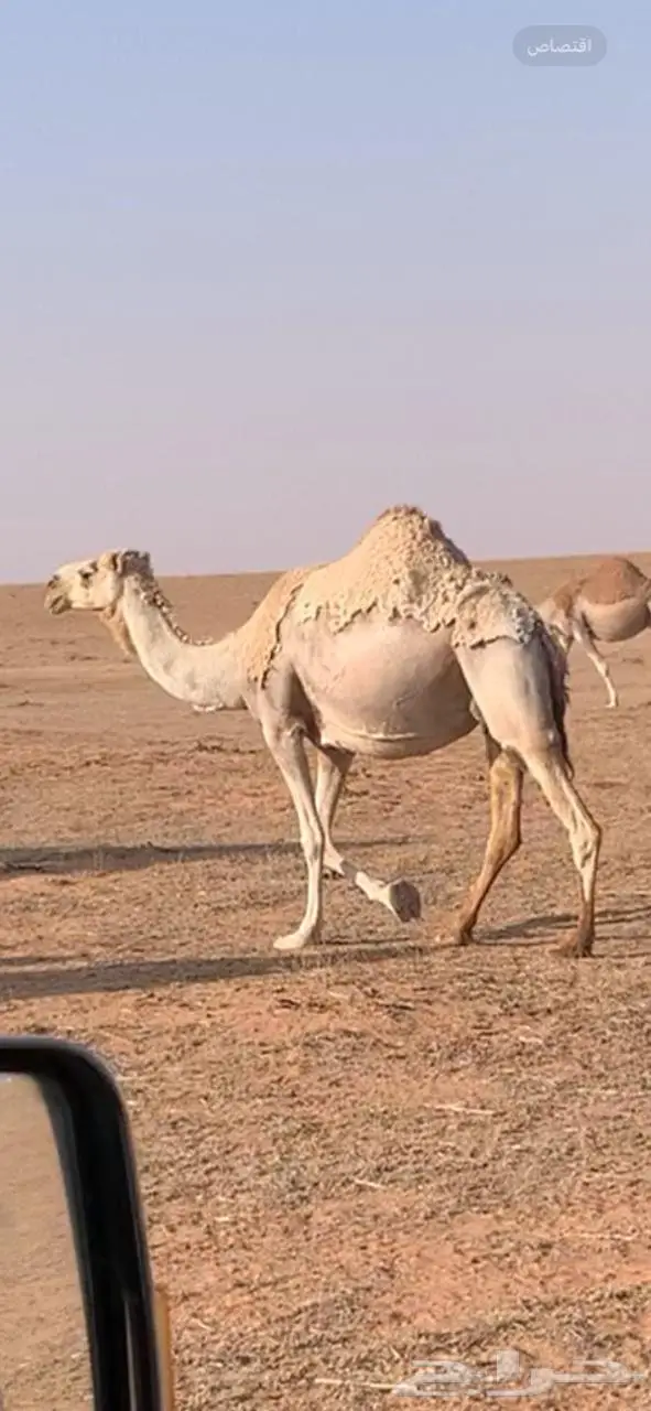 ناقة شقحاء للبيع لقحة في 8 شهور 0