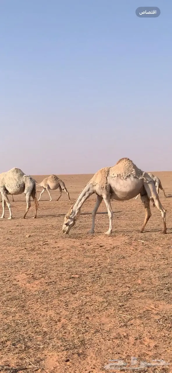 ناقة شقحاء للبيع لقحة في 8 شهور 2