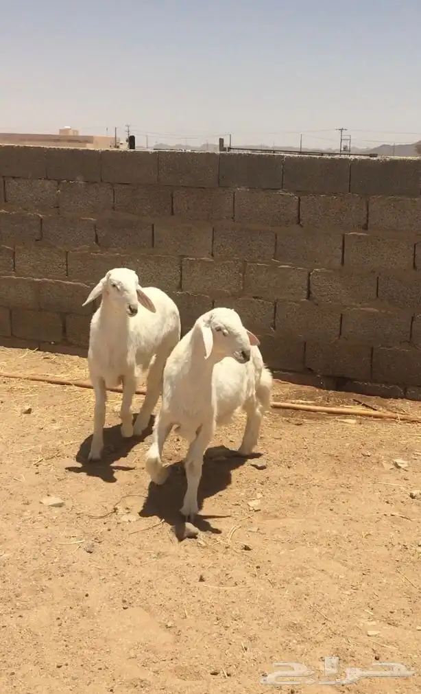 فحل صنف لاهل النظر( صور انتاج ) 9