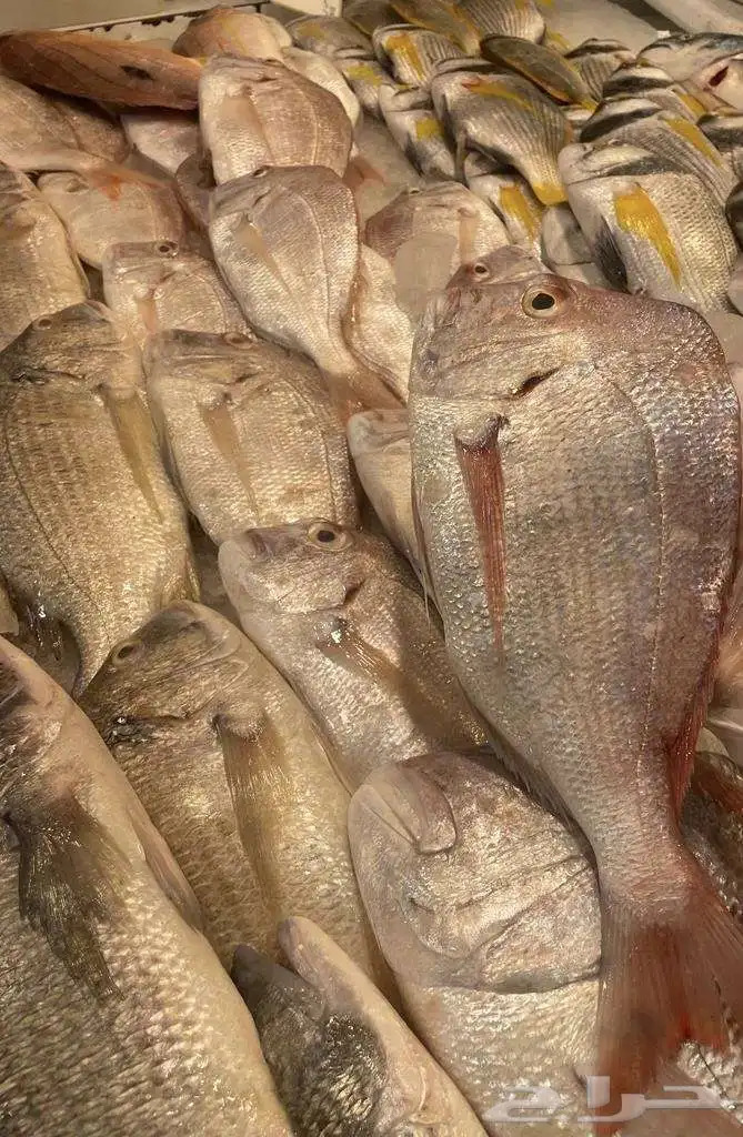 للبيع سمك وروبيان 1