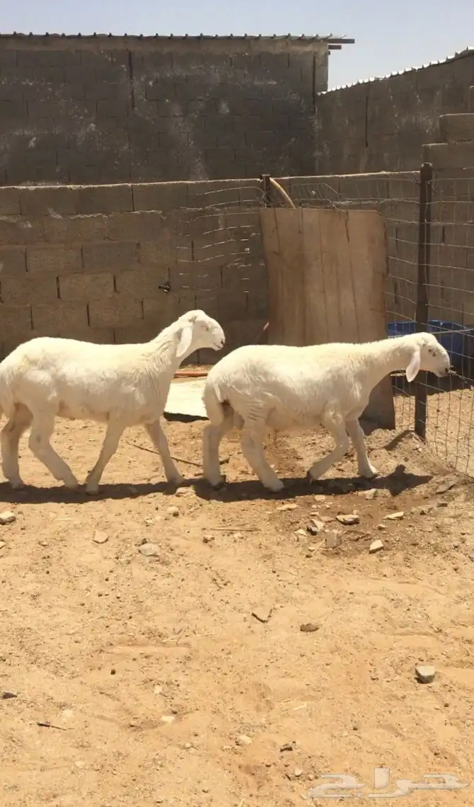 فحل صنف لاهل النظر( صور انتاج ) 7