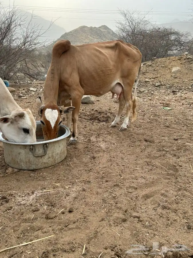 بقر بلدي 0