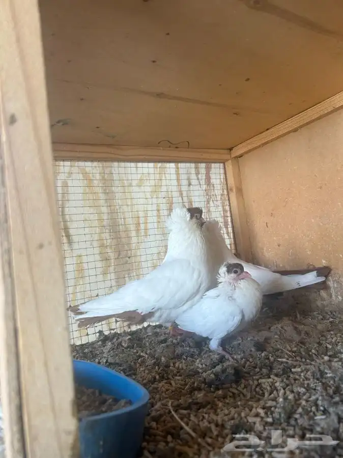 زوج هلمت بإنتاجه 5
