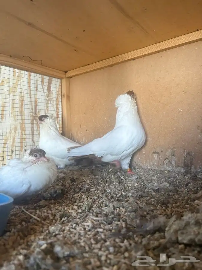 زوج هلمت بإنتاجه 1