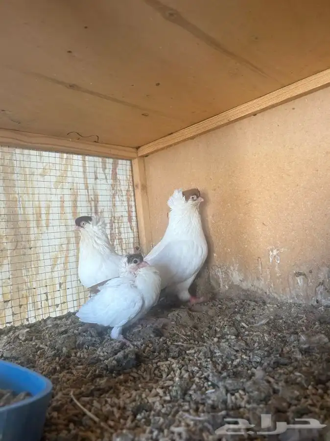 زوج هلمت بإنتاجه 3