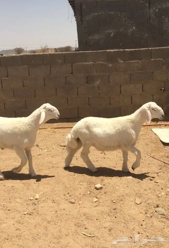 فحل صنف لاهل النظر( صور انتاج ) 8