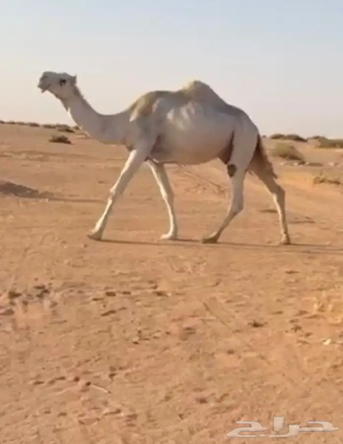 خلفه للبيع 0