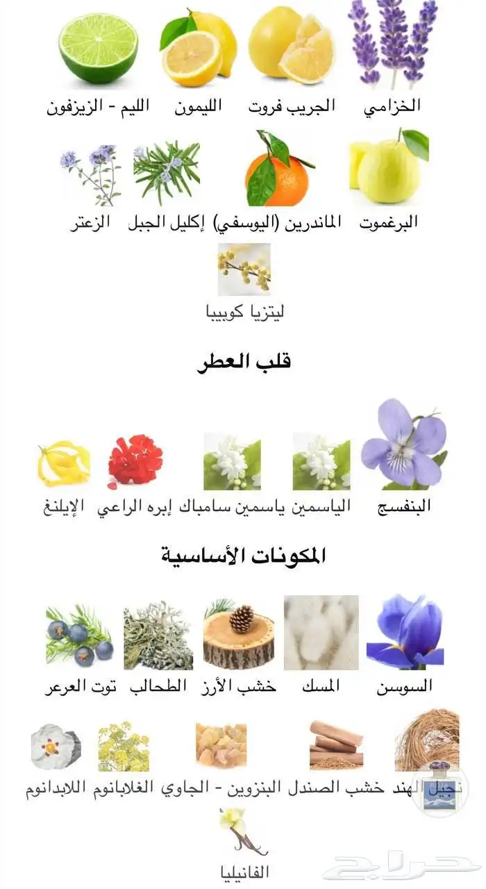 عطر روجا اوشيانا 2