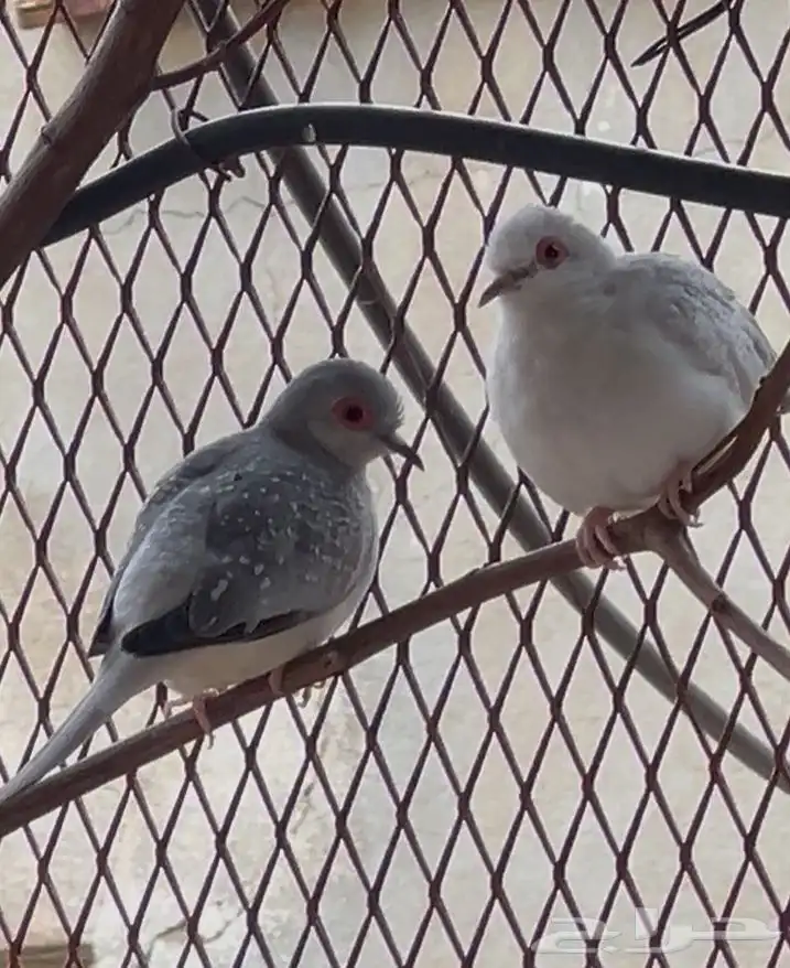طيور الماسي 4