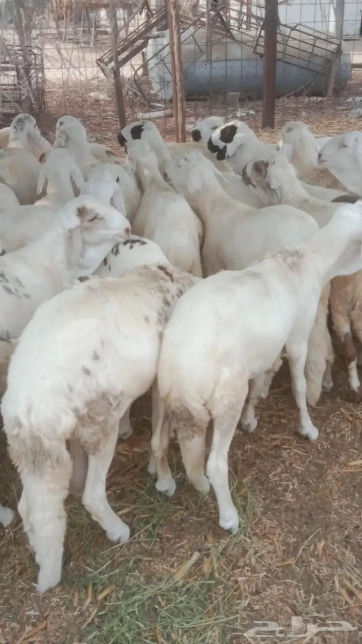 سواكني مرباة 1200 0