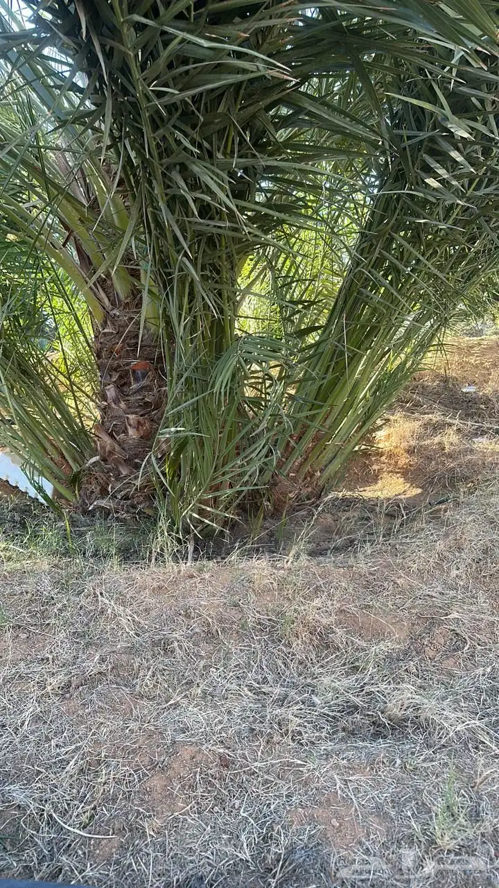 ودي عجوة و صقعي 0