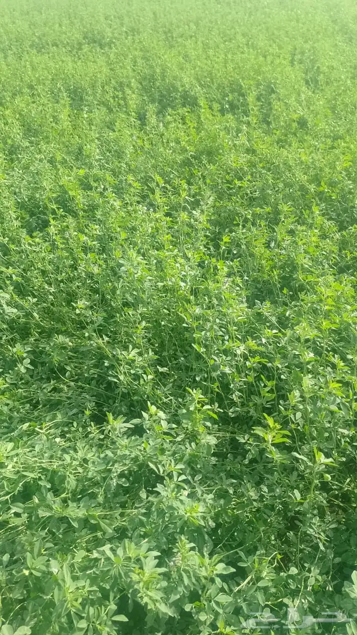بذور برسيم حضرمي درجة أولى مضمون ونظيف ومجرب 23