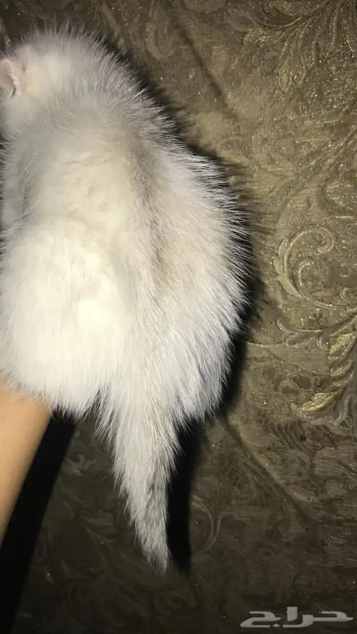 للبيع سكوتش ns11 1