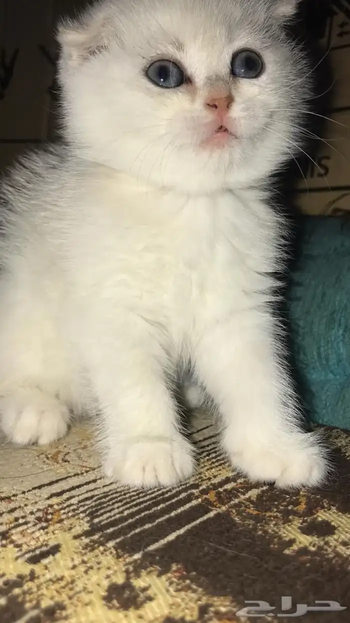 للبيع سكوتش ns11 2