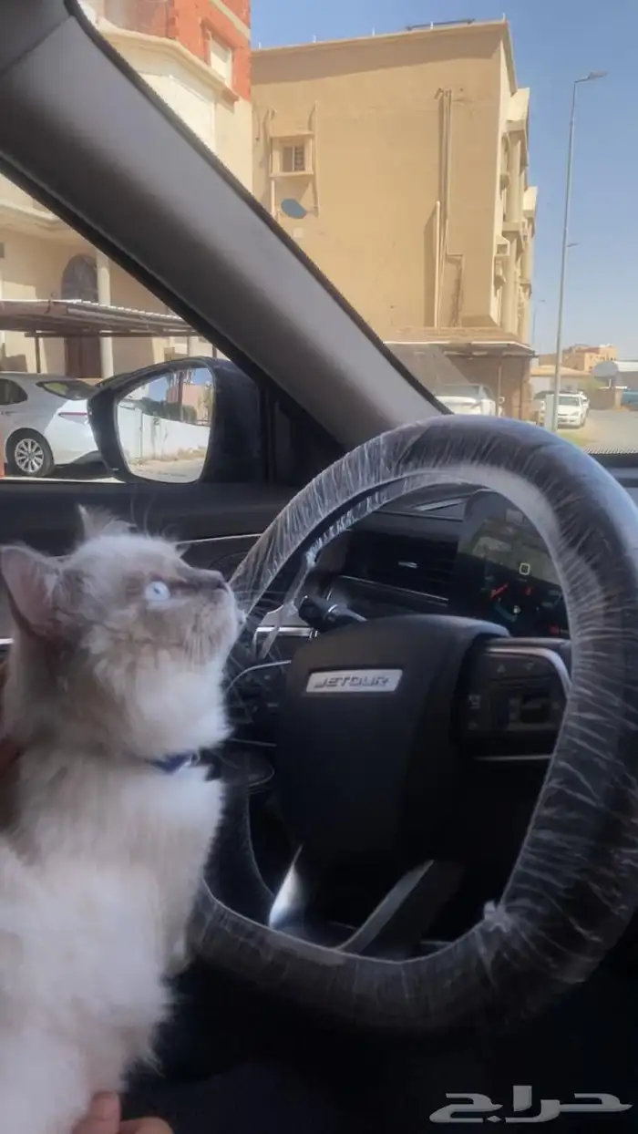 قطه هيمالايا مون فيس للتبني مطعمه لكن الاغراض ب فلوس 0