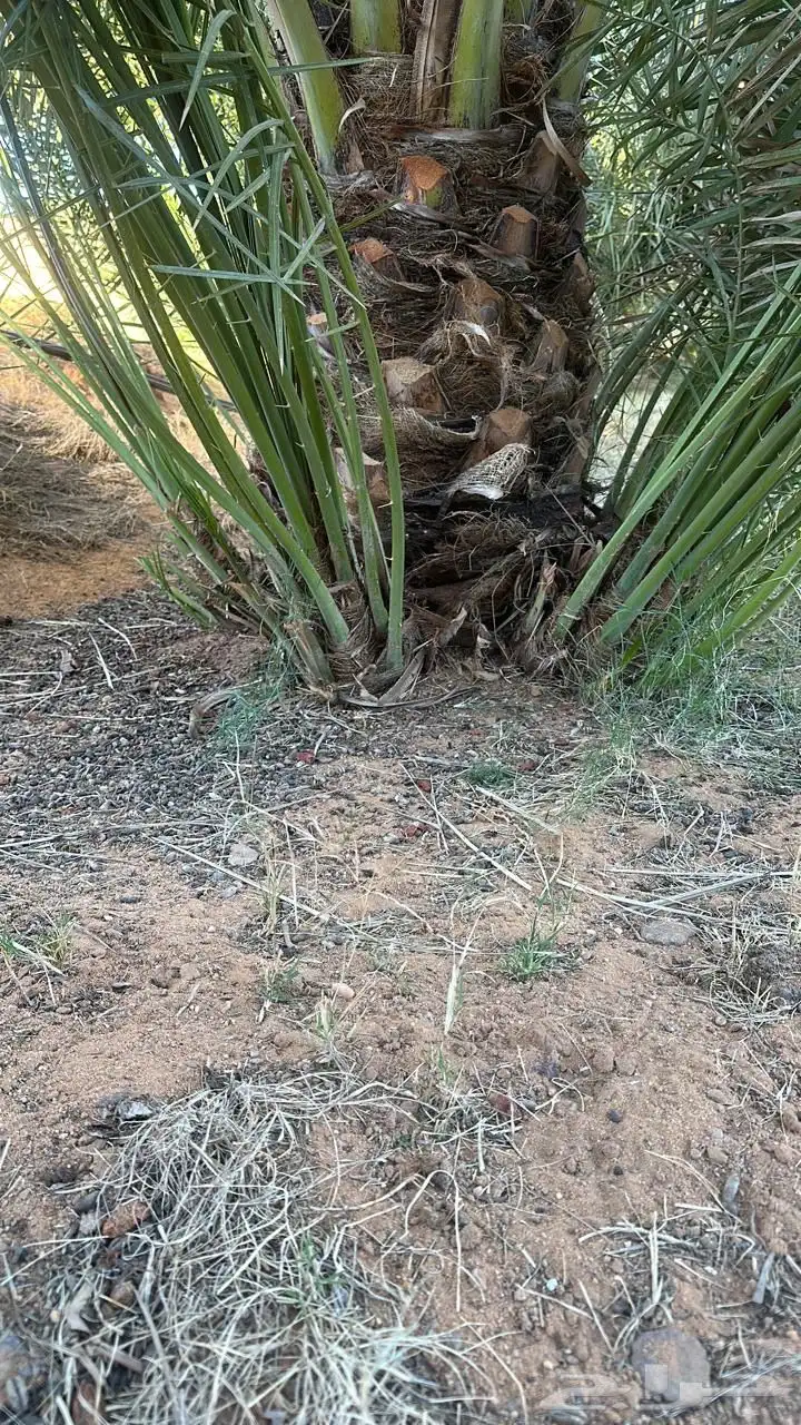 ودي عجوة و صقعي 1