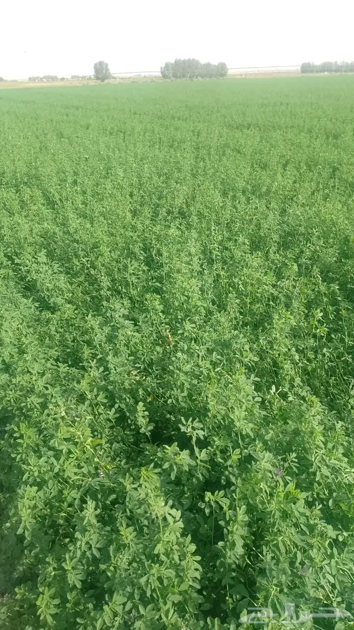 بذور برسيم حضرمي درجة أولى مضمون ونظيف ومجرب 24