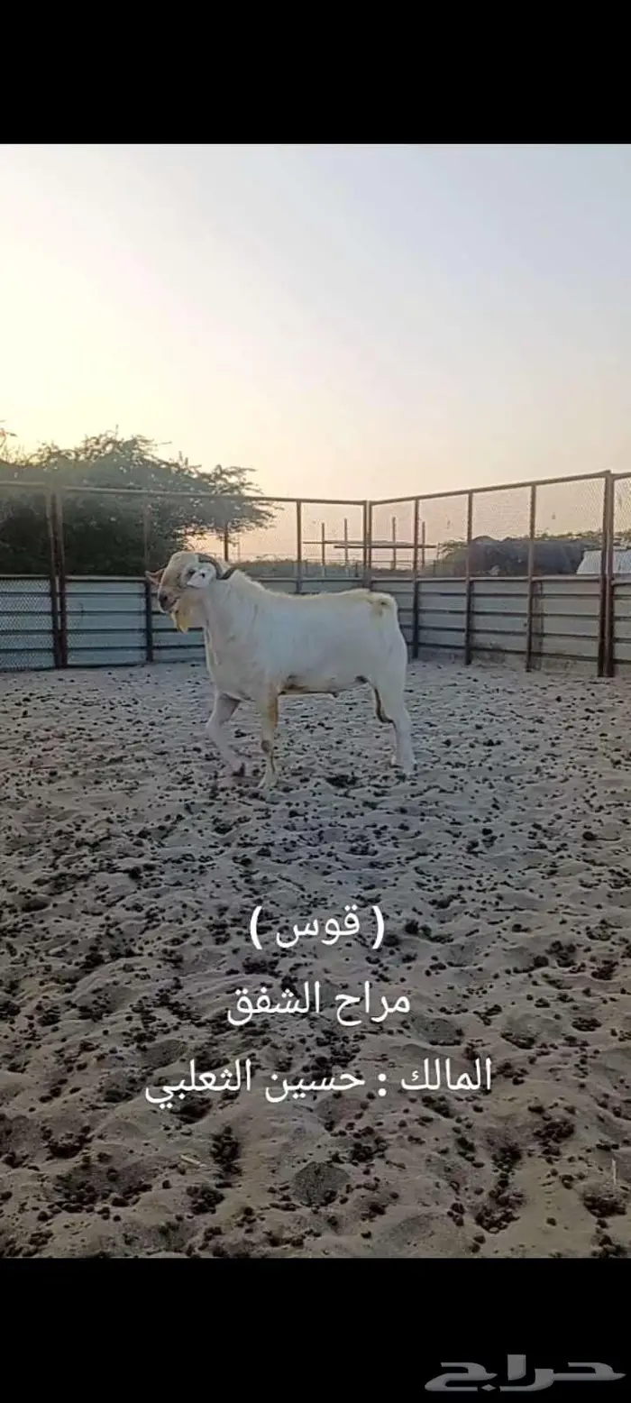 مشروع فحل بيشي أبرص. 3