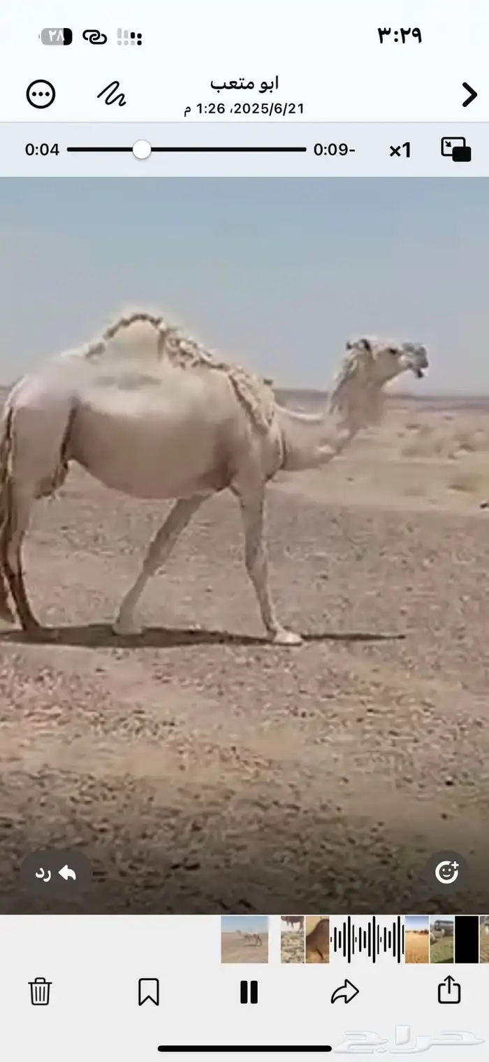 لقحه لها خمس شهور 0