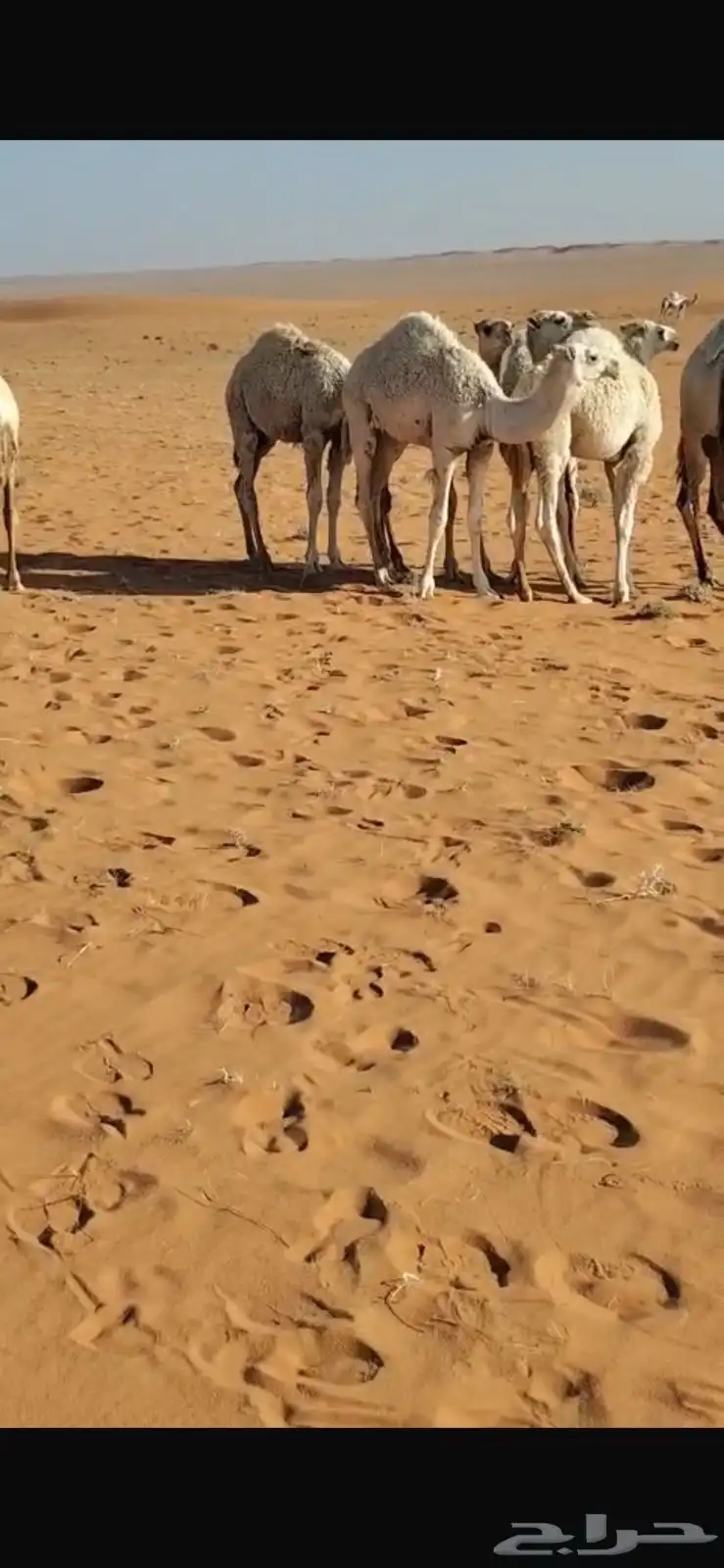 للبيع 5 حشو طيبات بريه 0