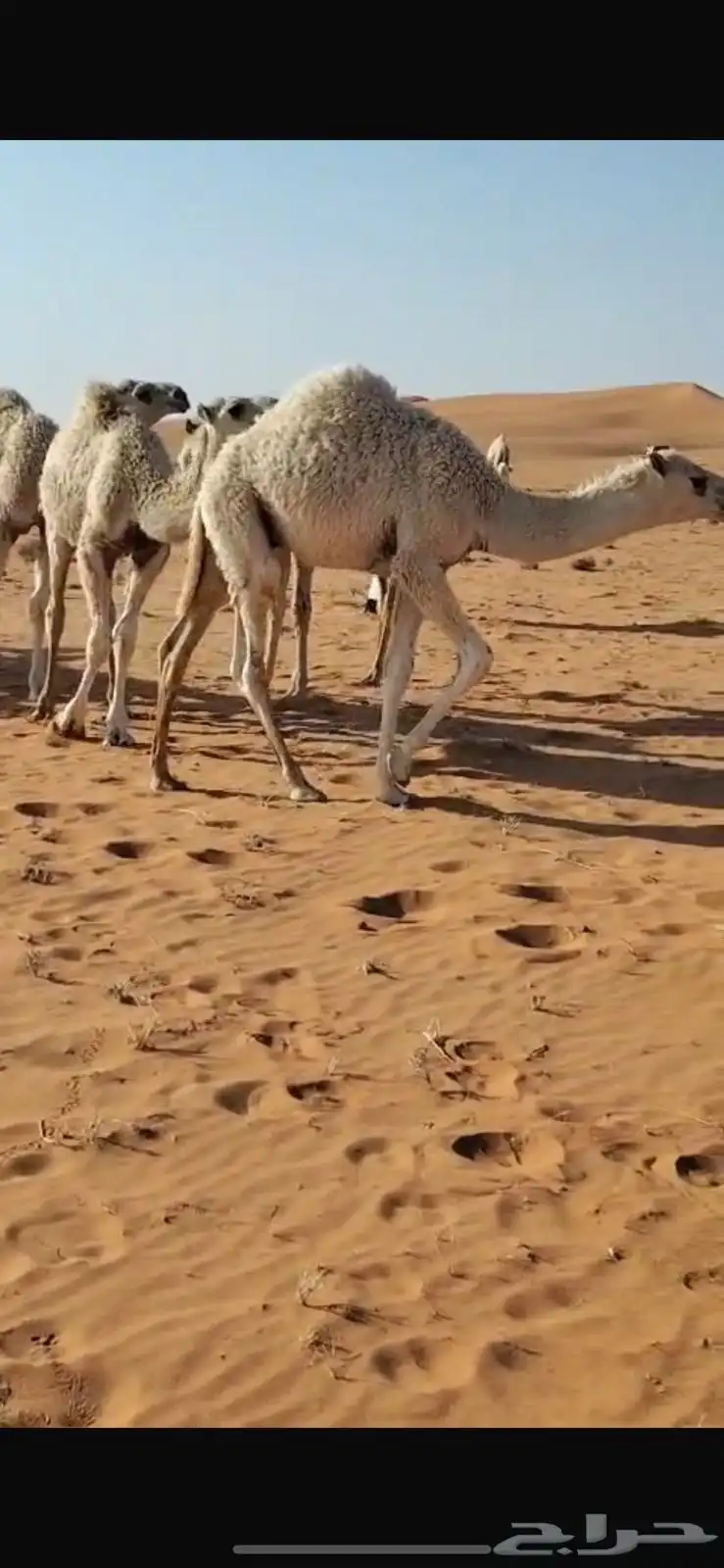 للبيع 5 حشو طيبات بريه 1