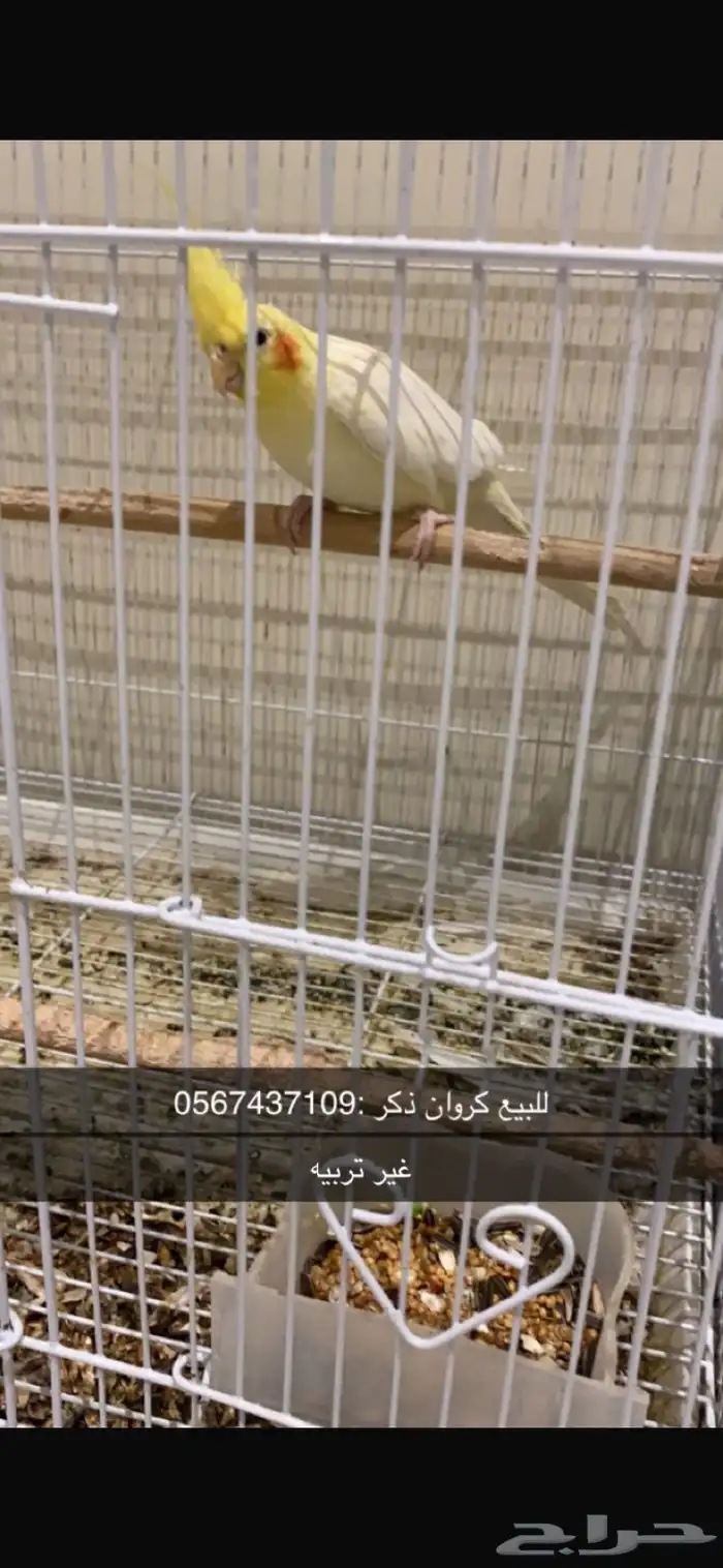 كرونا للبيع 1