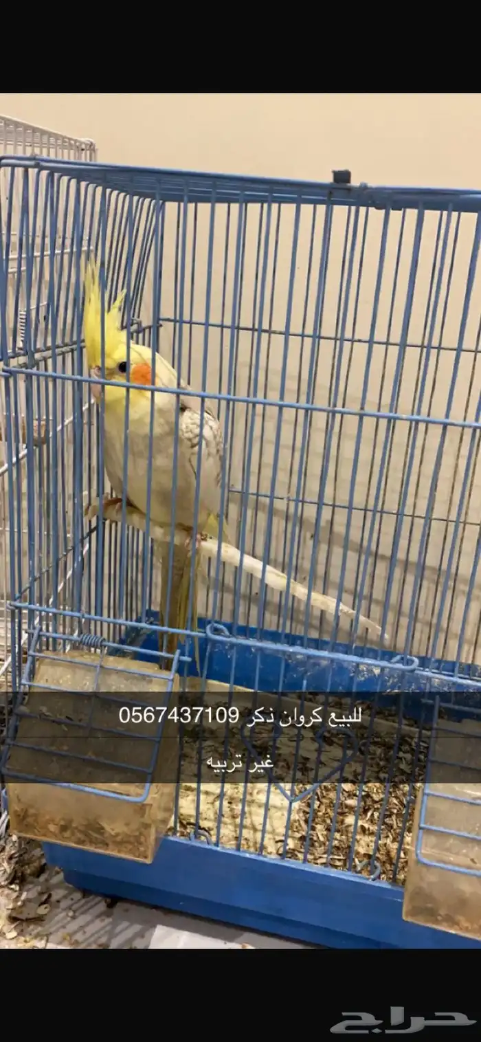 كرونا للبيع 2