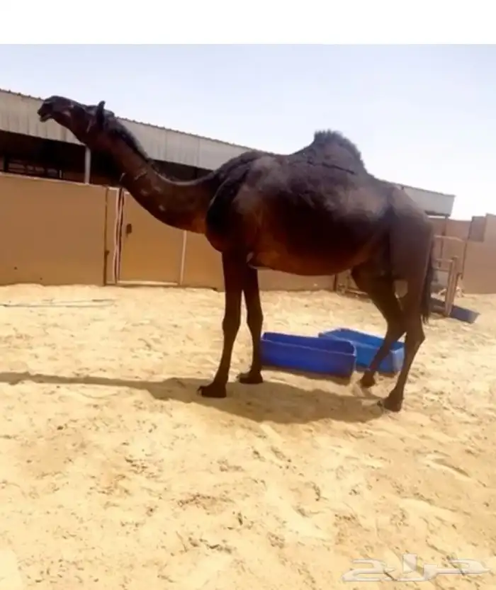 ناقه مجهم خفوت مبيوع حاشيها في رمضان سليمه شروط 0
