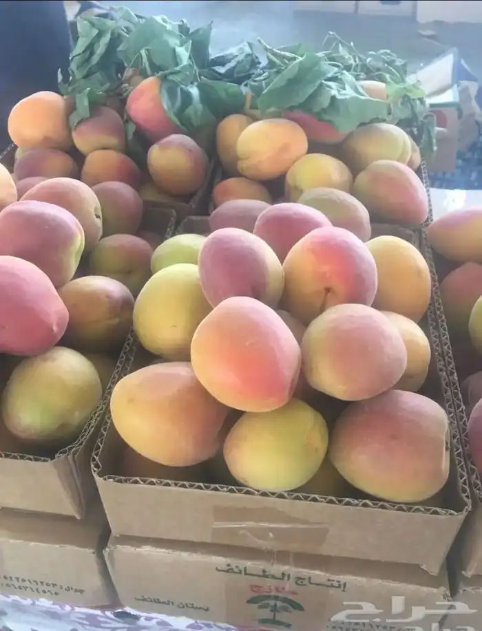 متجر فريش لتوصيل خضار طازجه لباب بيتك 4