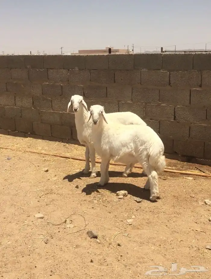 فحل صنف لاهل النظر( صور انتاج ) 10