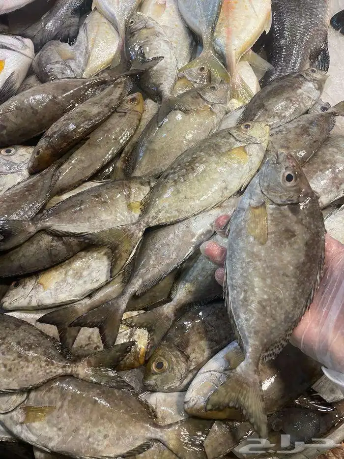 للبيع سمك وروبيان 2