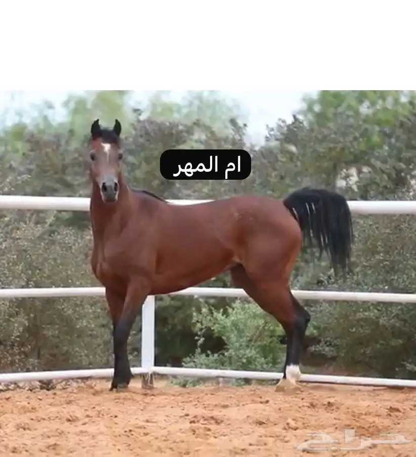 مهر عربي اصيل 5