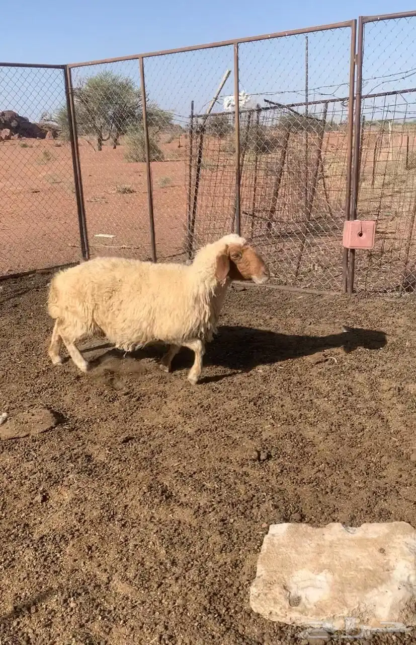 شياه دعم وحده مضرع واعمارهن سدس 2