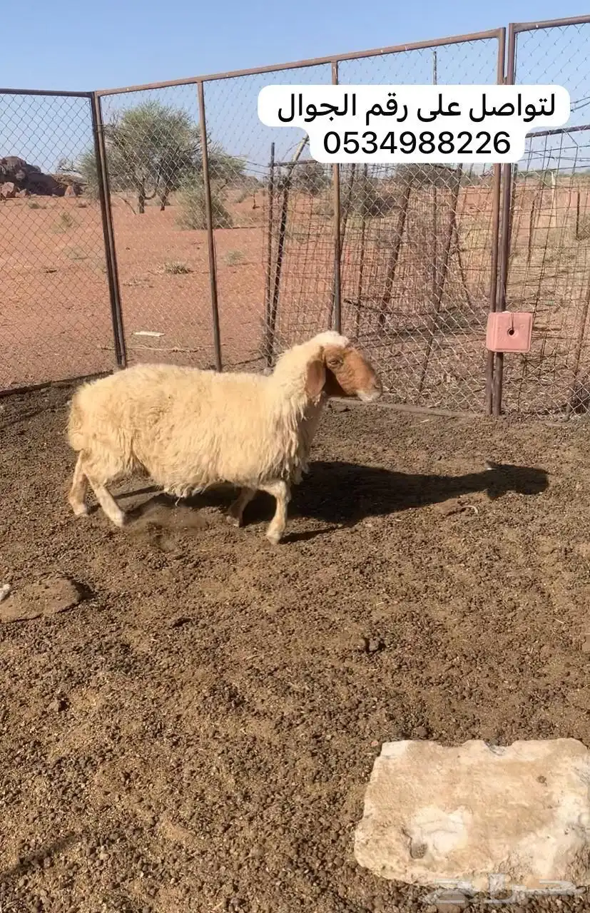 شياه دعم وحده مضرع واعمارهن سدس 1
