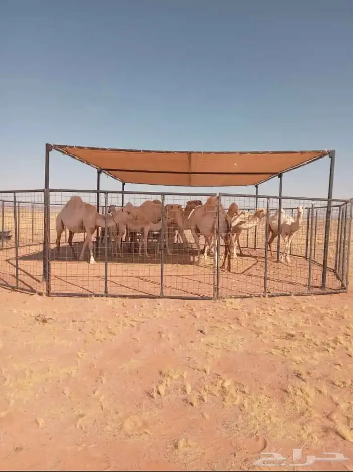 مضلت ابل مضلات ابل 2
