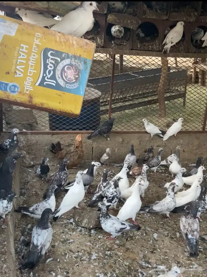 حمام للبيع 4