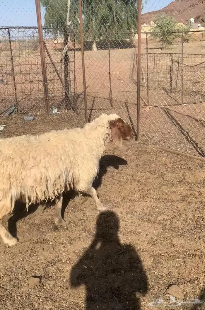 شياه دعم وحده مضرع واعمارهن سدس 0